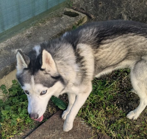 Missing Animaux 81 tweet media