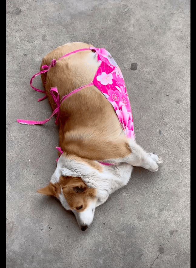 kiki8971's tweet photo. "When your fur baby turns a 'meh' day into 'miracle'—proof love doesn’t need words.  #PetLove #FurFriendMagic" https://t.co/5NLCR7nucn