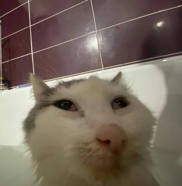 Bryan Howell tweet media