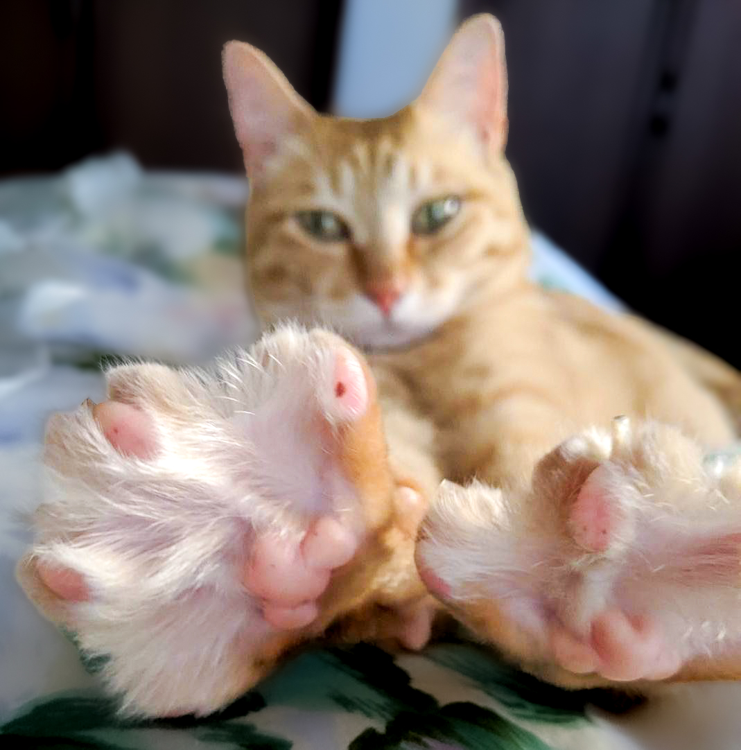 ぷりんちゃん𝕏 tweet media