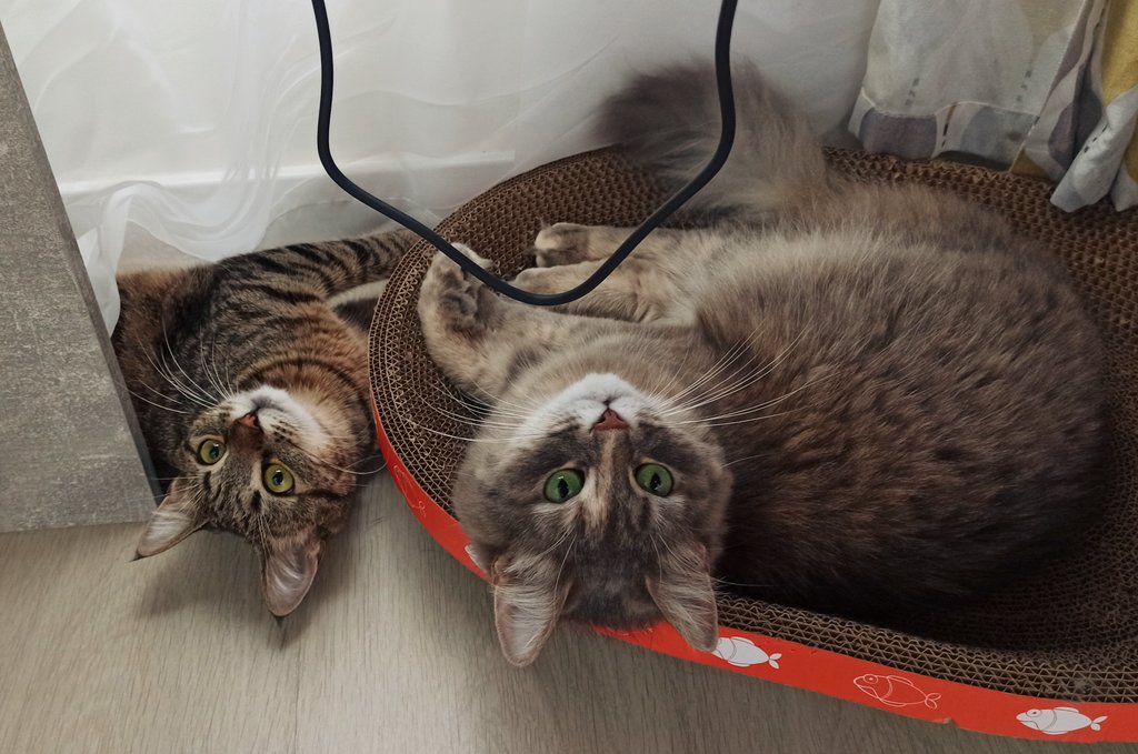 пані чешира 🏳️🌈🇺🇦 tweet media