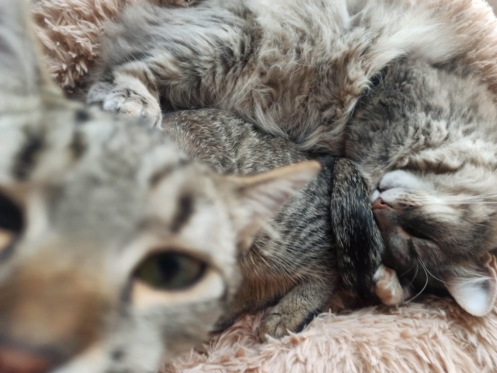 пані чешира 🏳️🌈🇺🇦 tweet media