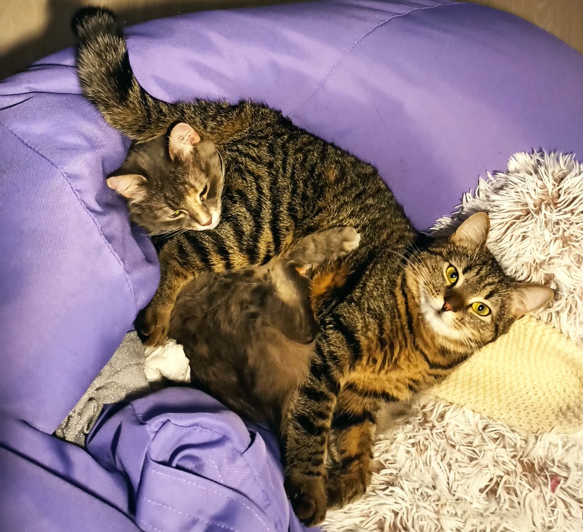 пані чешира 🏳️🌈🇺🇦 tweet media