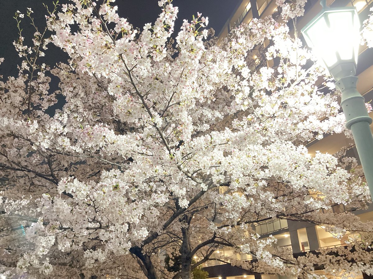 K_sanson's tweet photo. 桜の季節でごわす
先週四十路になったでごわす https://t.co/5xjJxO0906