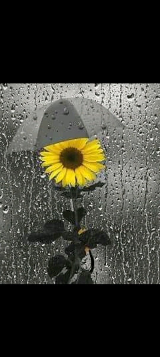 alejandro bordon tweet media