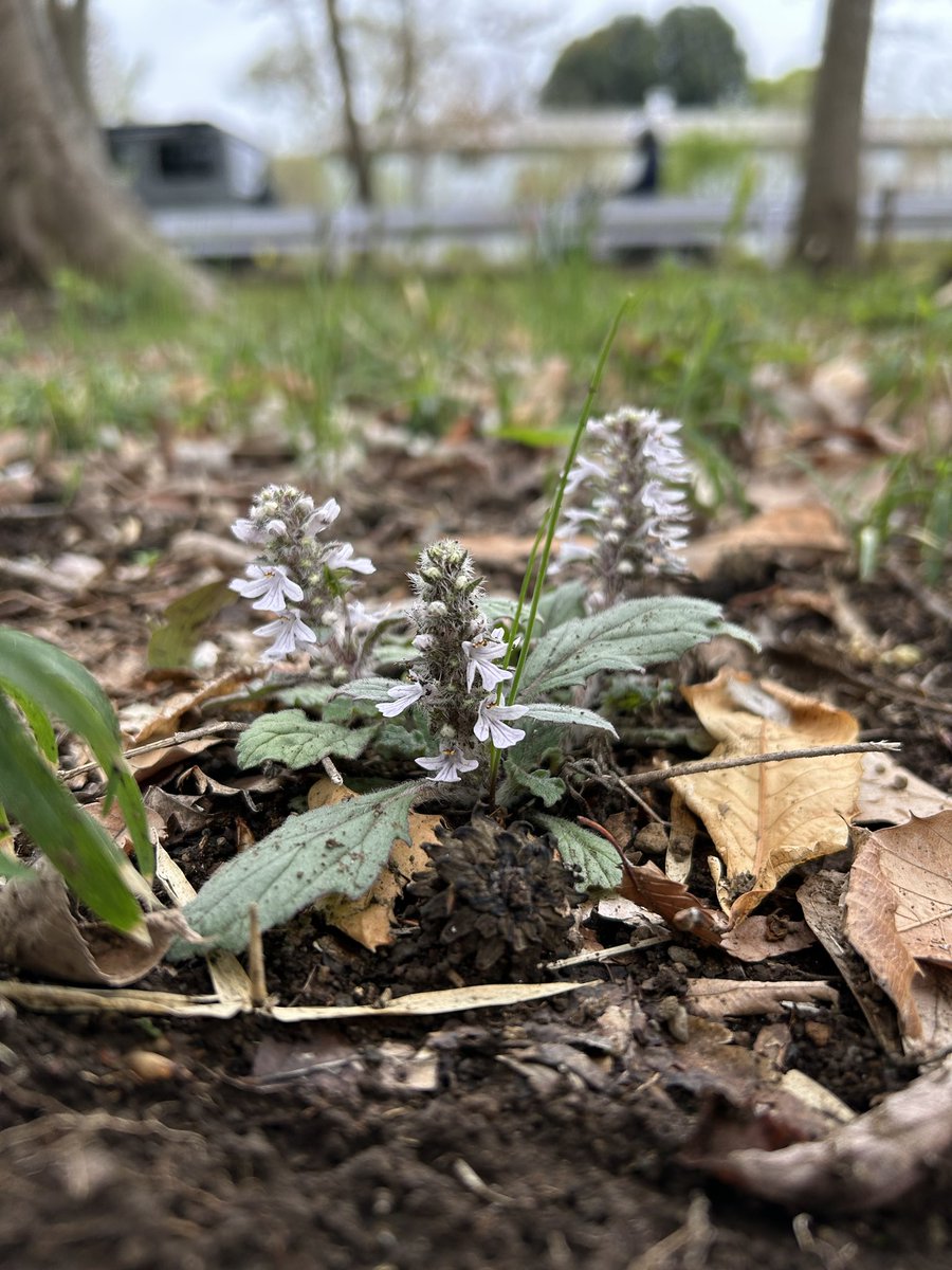 山と溪谷社いきもの部 tweet media