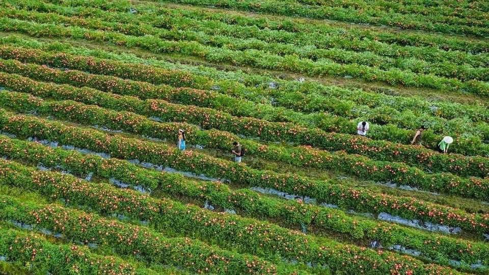 Ngọc Bích | Selina | NCC0026 tweet media