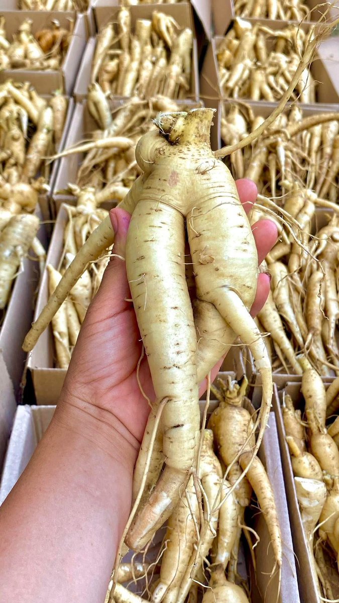 Ngọc Bích | Selina | NCC0026 tweet media