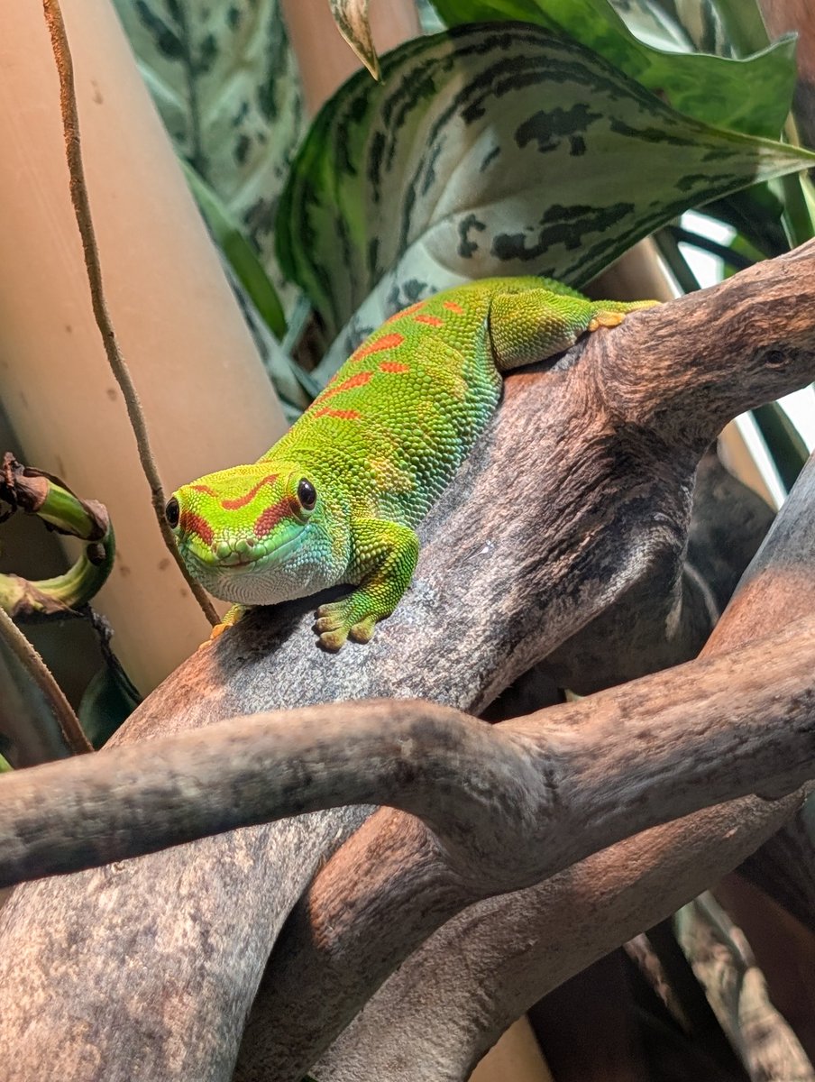 Good morning everyone 🍀❤️
Saw this cutie at the public garden yesterday 
We are still at 5% but I try not to loose hope!! 
Seeing all these contribution and even full fundings warms my heart ❤️❤️❤️
throne.com/nullpamine