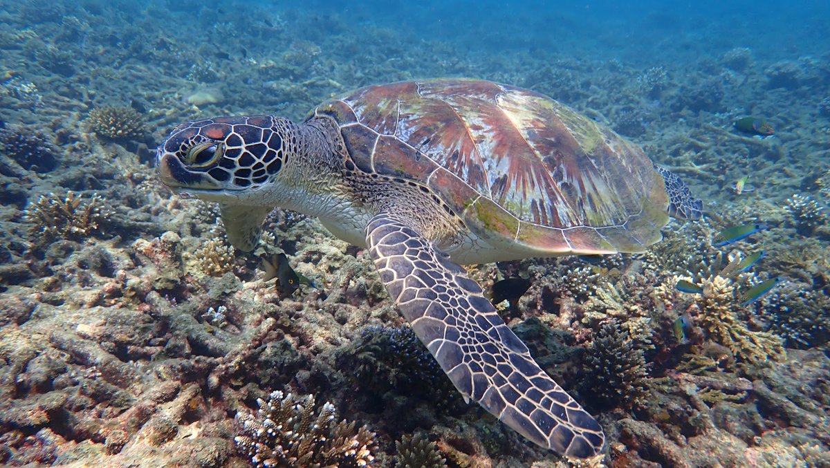 nancybell45's tweet photo. @KohTao #Snorkeling https://t.co/48S2Dwu8AI