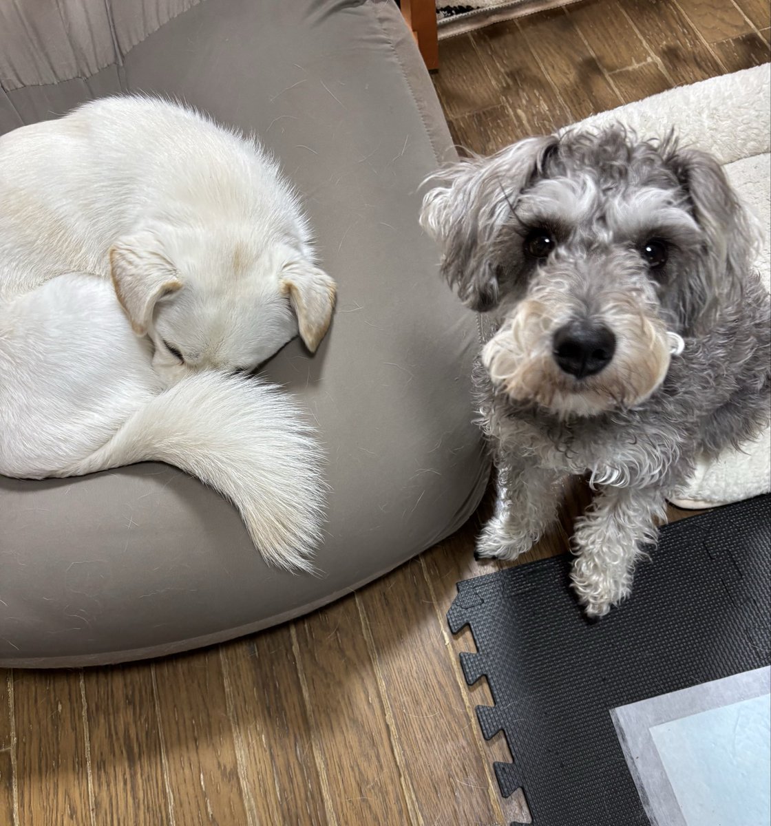 すずり🐦 tweet media