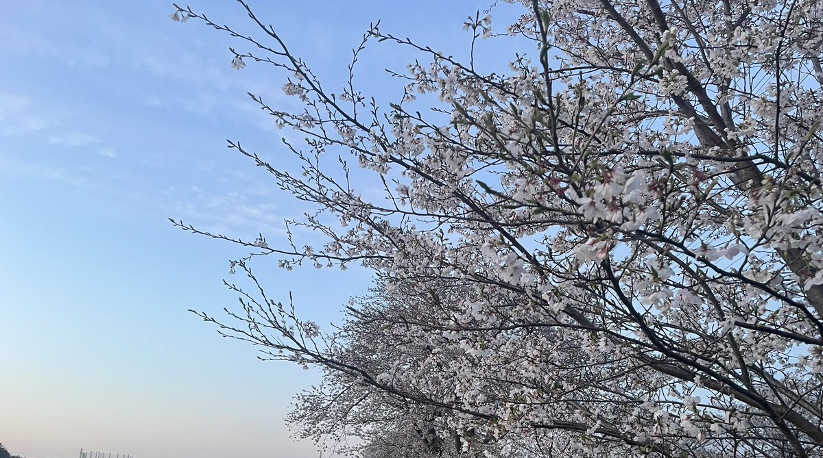 juli_mori's tweet photo. 🌸✨️ https://t.co/4f0GCJ9LOJ