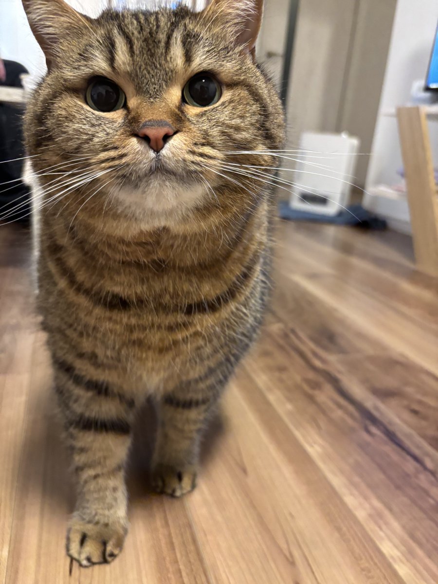 どんぐり@パヤ毛のどんぐり tweet media