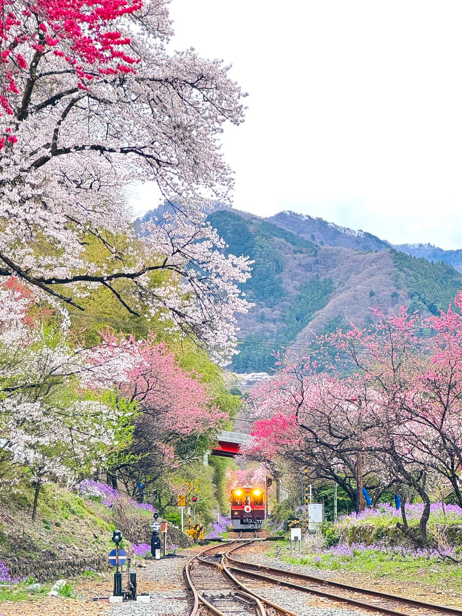 *𝚙𝚊𝚗𝚍𝚊*♥️🐾ﾌﾟﾁ写真館🧸優しい繋がりに心から感謝🫶🏻🩷 tweet media