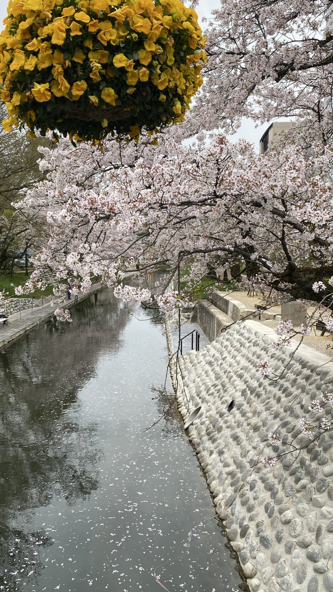 週明けの松川べり🌸土曜の強風にもかかわらず、思った以上に花は残ってました。
桜並木は花びらが舞い続けていて、どこか風流
#富山市 #松川べり #とやまおでかけ日記
 instagram.com/p/DWyS8O8EXuE/…
