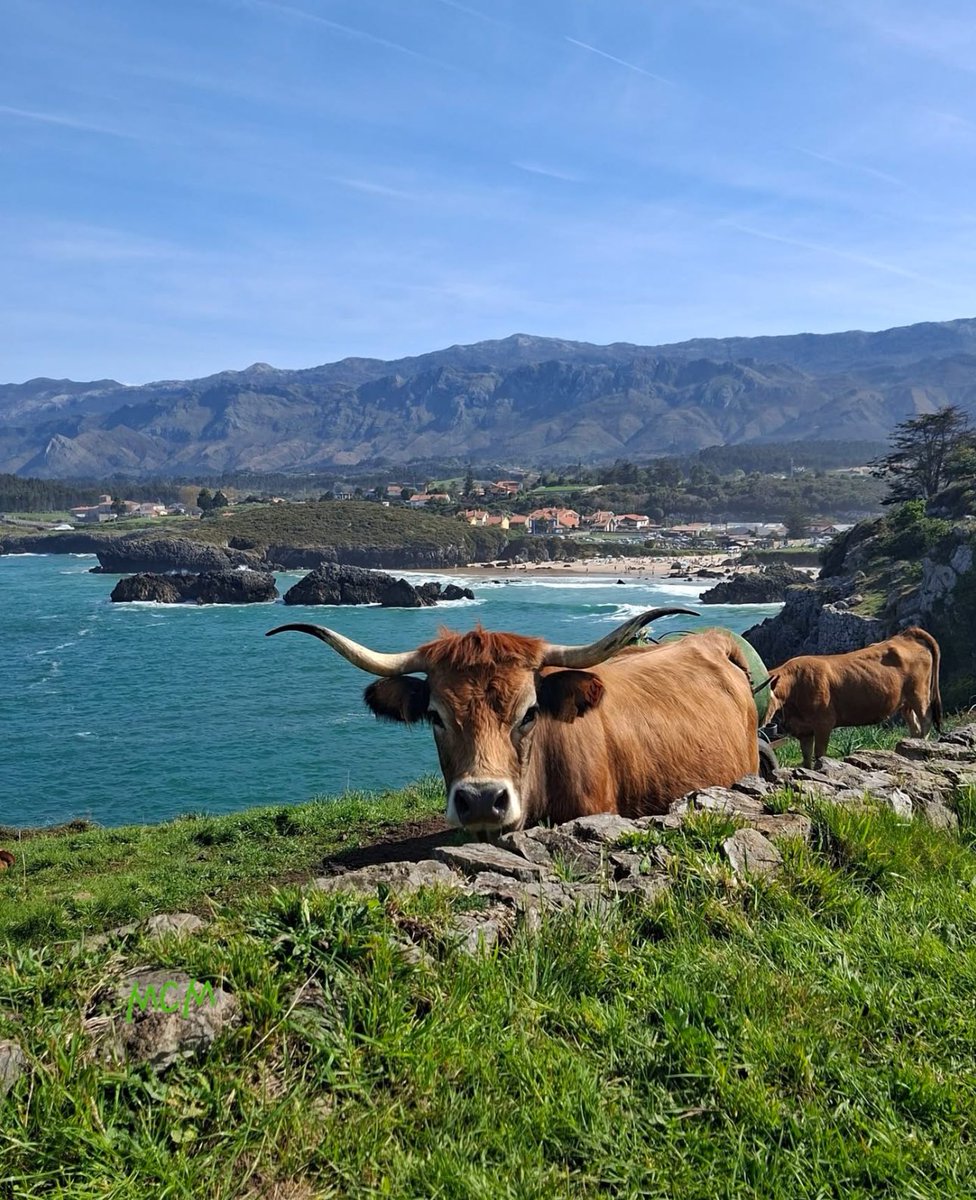 Les guardianes del paraísu.

Celoriu, Llanes, Asturies 

📷: Merche Cortina Medina