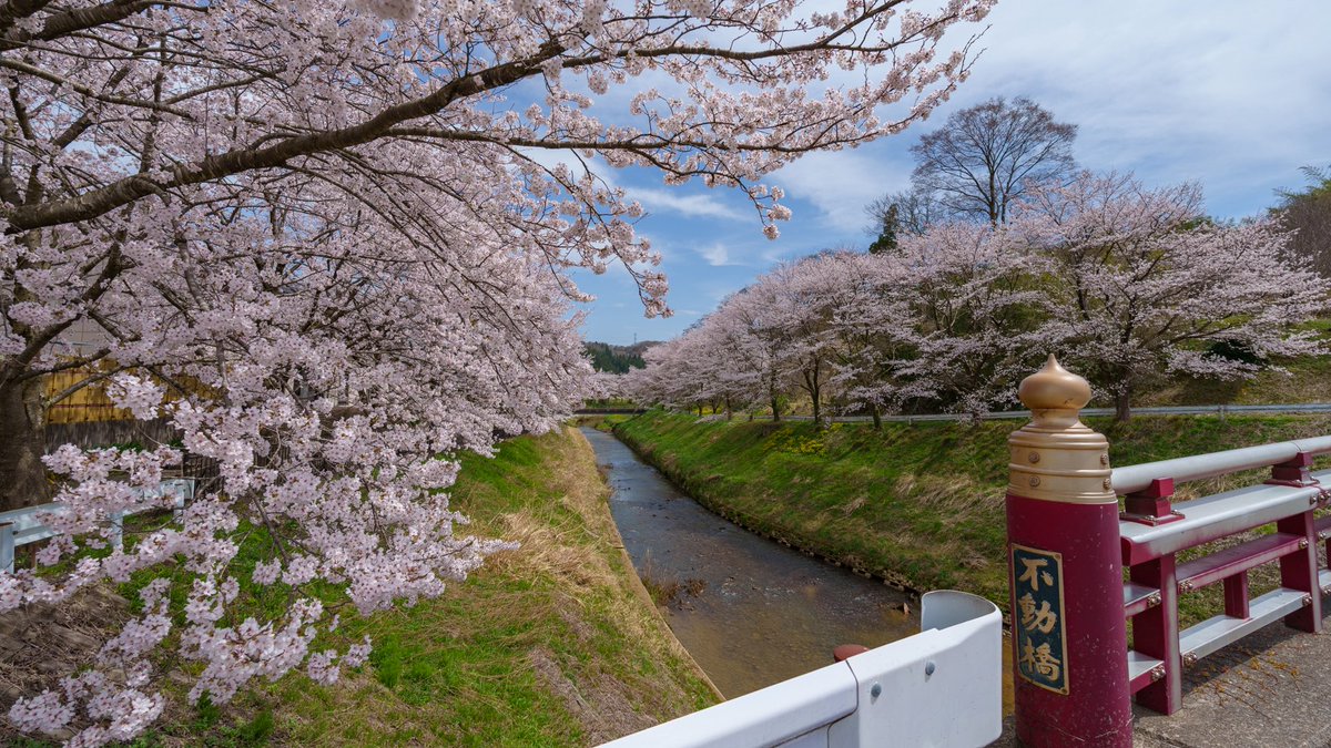 鳳凰殿の麓、倶利伽羅塾さんの裏の桜が昨日から満開🌸 キレイだった