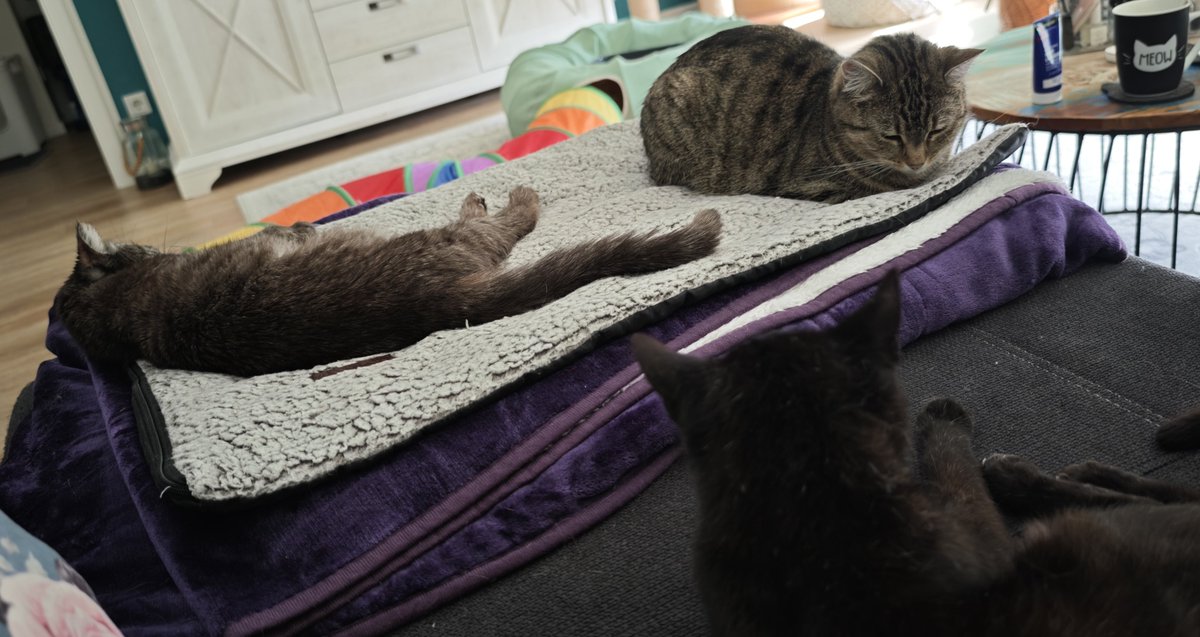 𝙹𝚎𝚗𝚗~🐈⬛✨ tweet media