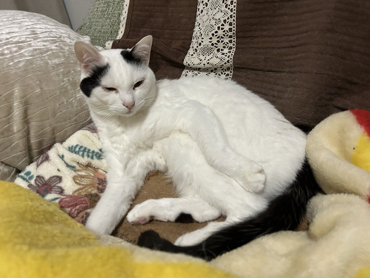 ウルちゃんの飼い主🐱 tweet media