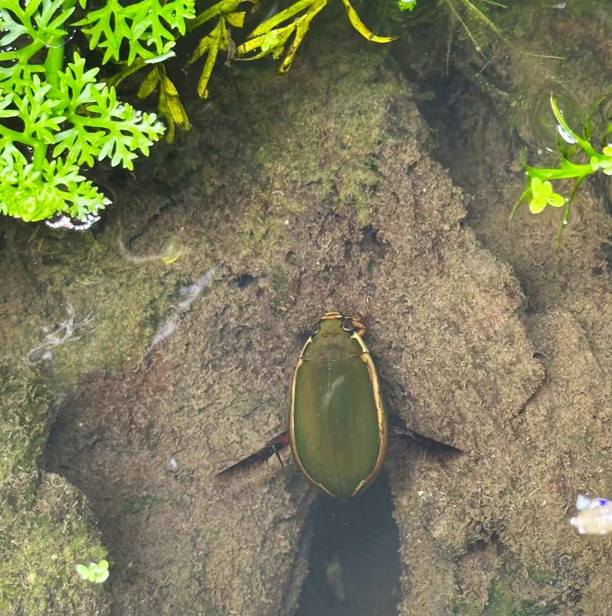 とても良いゲンゴロウ水槽だ