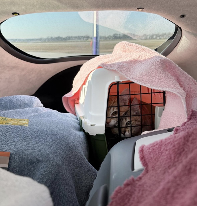 Pilots N Paws tweet media