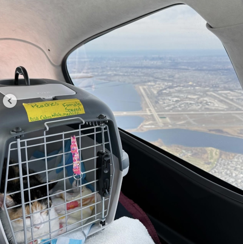 Pilots N Paws tweet media