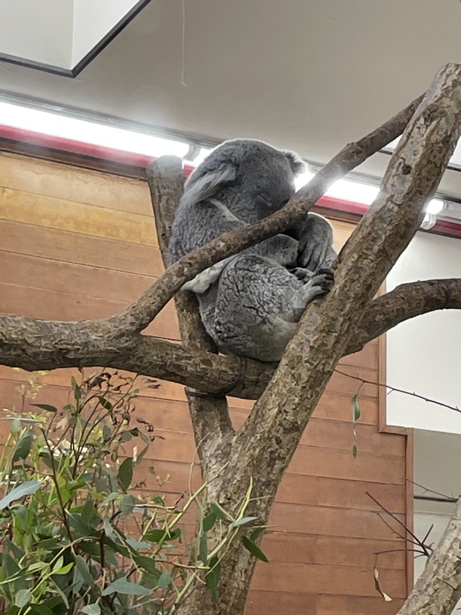 スミレちゃん@One Song, One Life tweet media