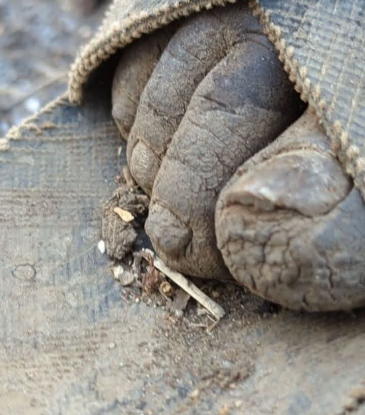 Messenjah Sellah........king Tafari. tweet media