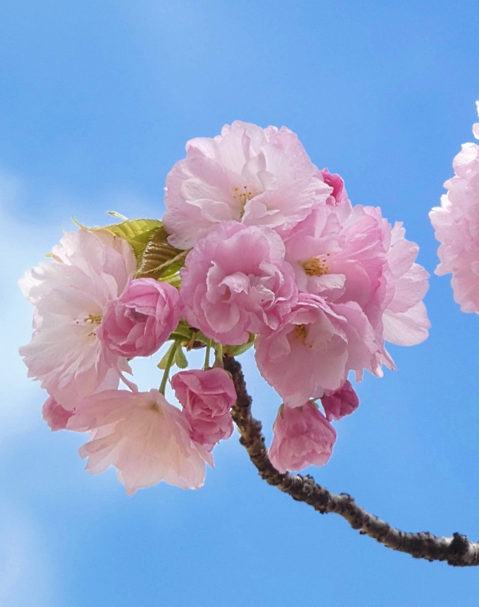 西村敏嗣 tweet media