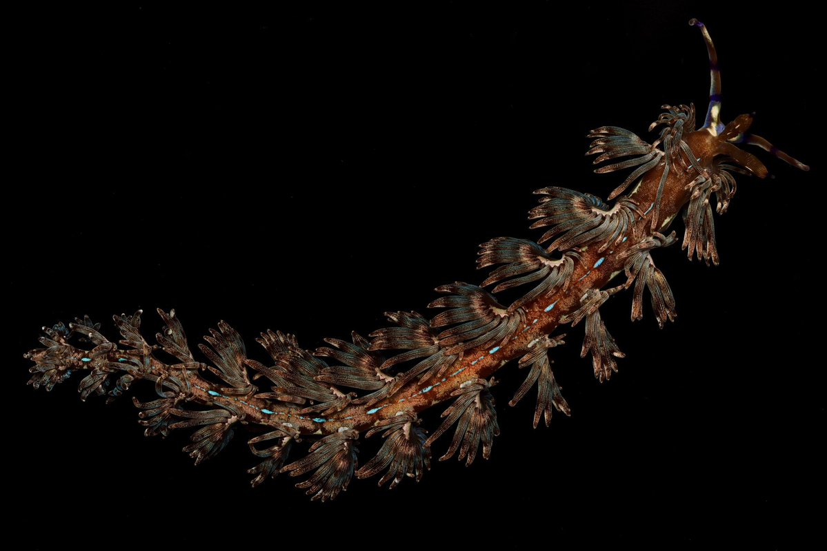 ばぼ(ウミウシの姿) tweet media