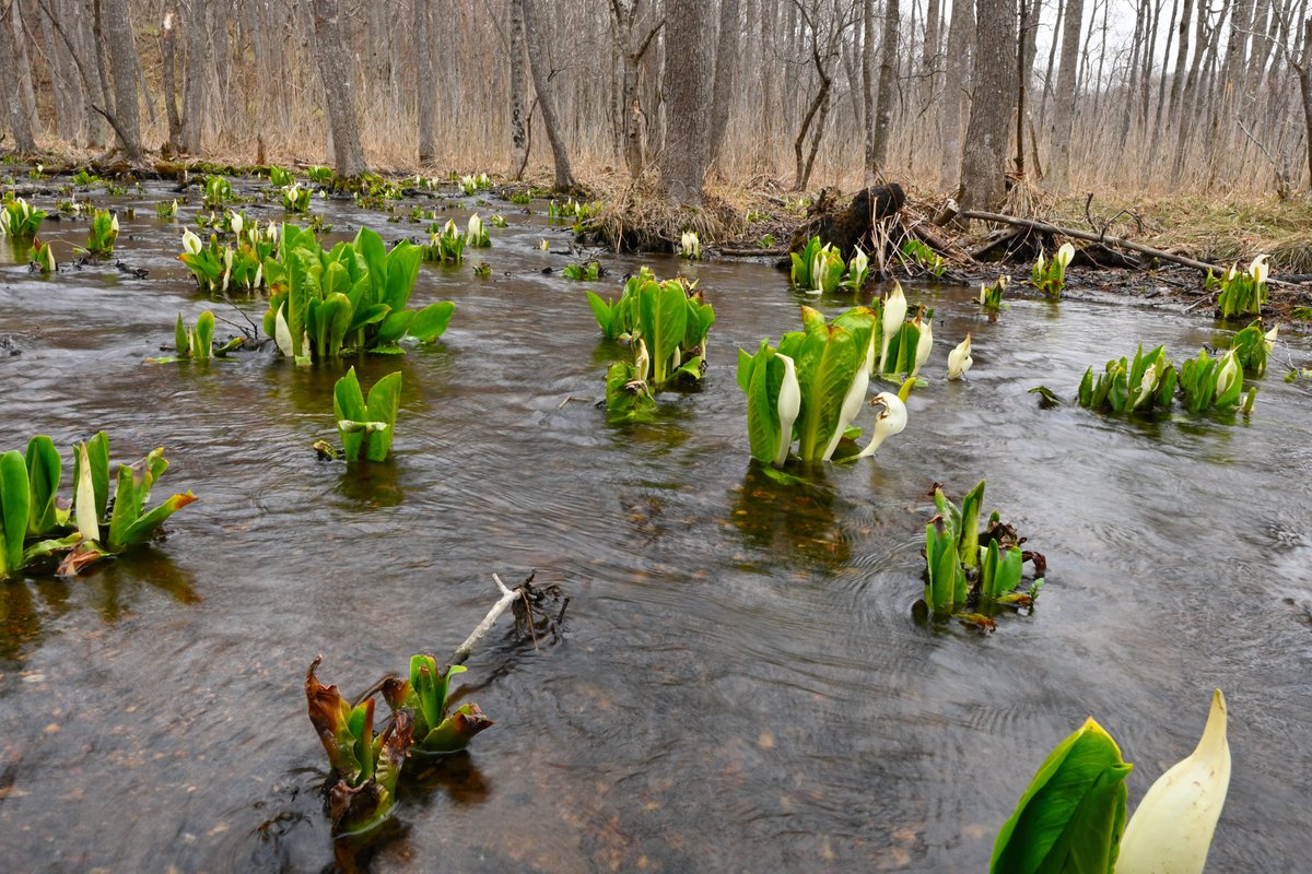 novem16299's tweet photo. Though leaves look so painful, skunk cabbage is to fully bloom this weekend@Lk. Chitose 

虽然叶子很可怜，这周末水芭蕉的花盛开＠千岁湖

エゾシカに食いちぎられた葉が痛々しいが、そろそろ見頃＠千歳湖
＃ミズバショウ　＃Rapidus https://t.co/siG8kOpRg5