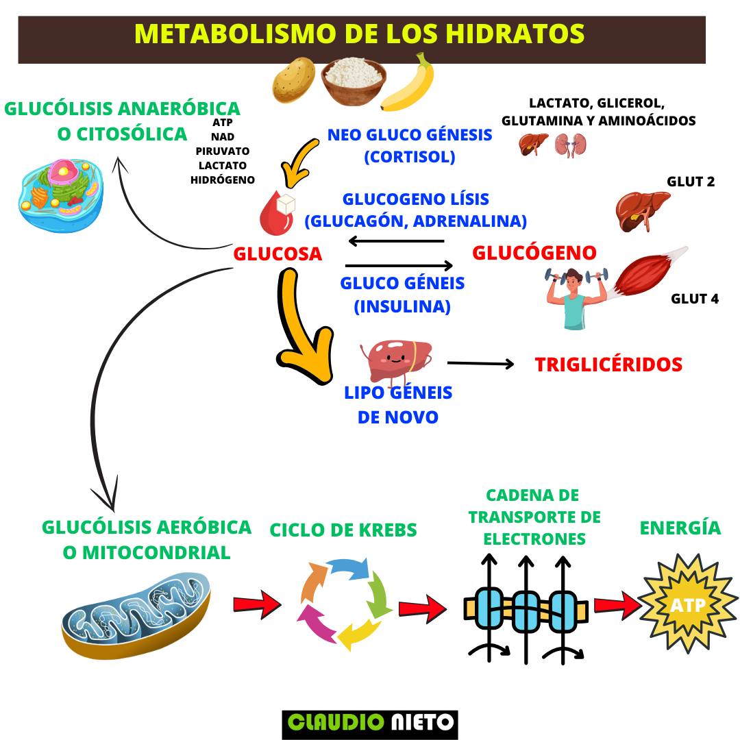 profeclaudioni1's tweet photo. Comes arroz, patata o fruta. Todo acaba siendo glucosa en sangre.
Pero… ¿y luego qué?

Lo que pasa a partir de ahí es una obra maestra del metabolismo, donde el destino de la glucosa dependerá del contexto: hormonas, necesidades energéticas y entrenamiento.
Aquí te lo explico 👇 https://t.co/DYCYNrv5OH