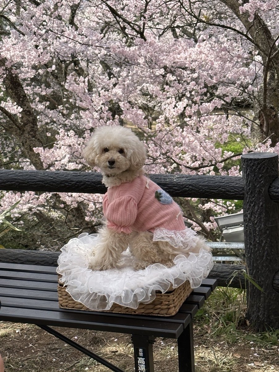 よしだ tweet media