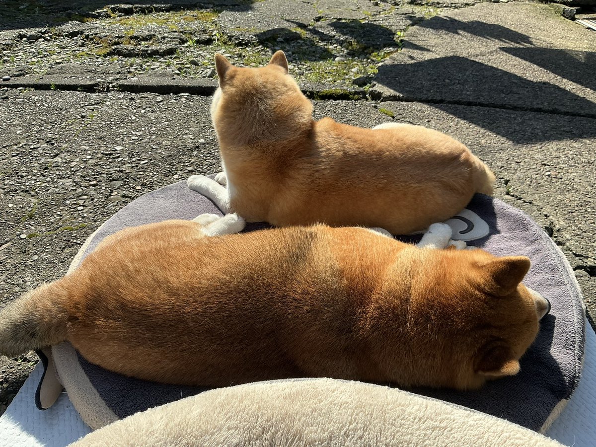 マヨネ tweet media