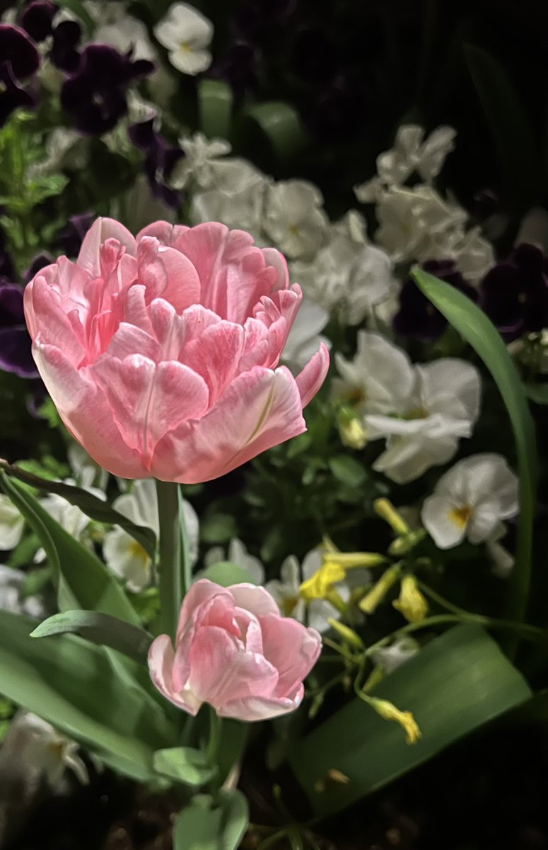 お隣さんの八重咲チューリップ。薔薇みたい