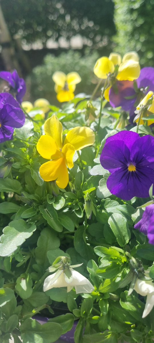 vester71 tweet media