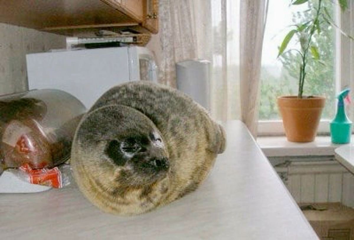 Katsunori 😇🐟🦭 tweet media