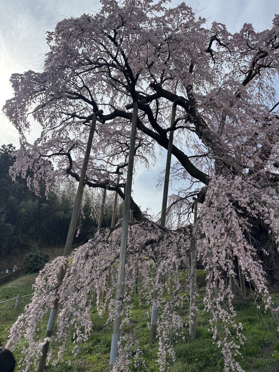 カネキ tweet media