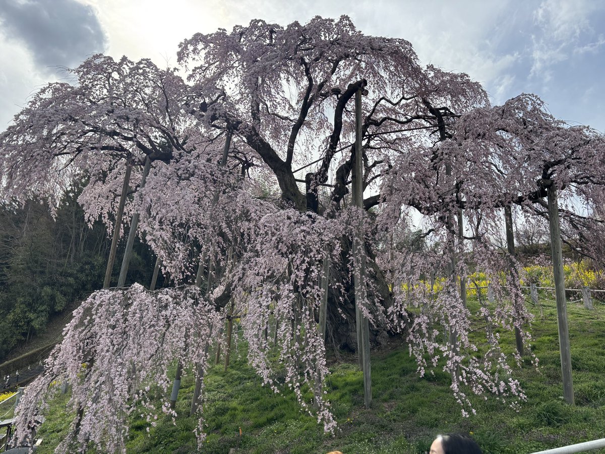 カネキ tweet media