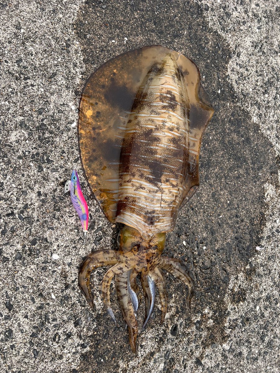 山田 響(ビッキー) / xx_Bikky_xx53 tweet media