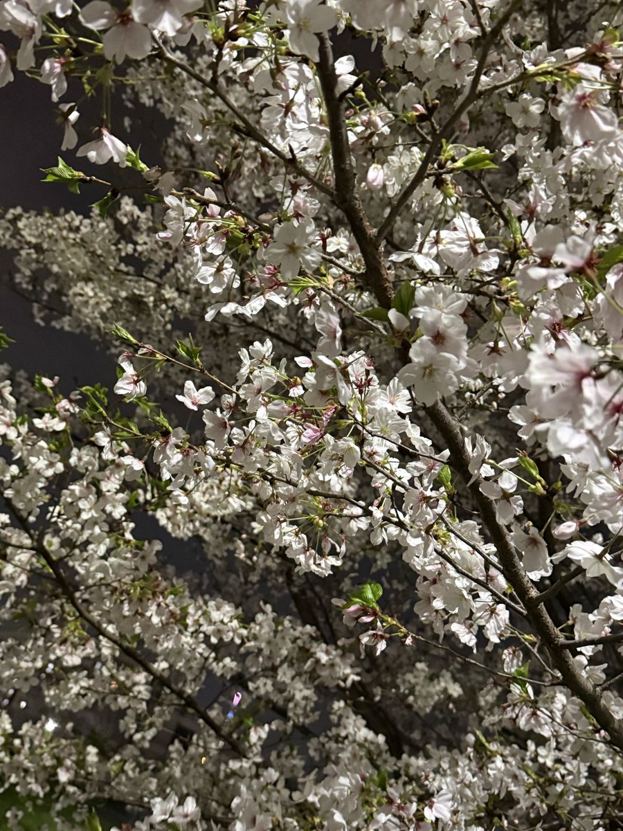 らす🥬 tweet media