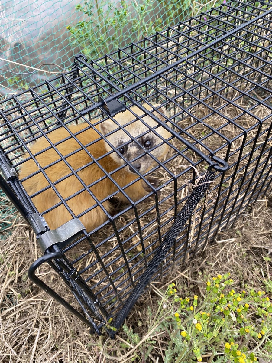 水あてのチューブを齧って穴開けまくったことの落とし前はきっちり着けさせていただきやす