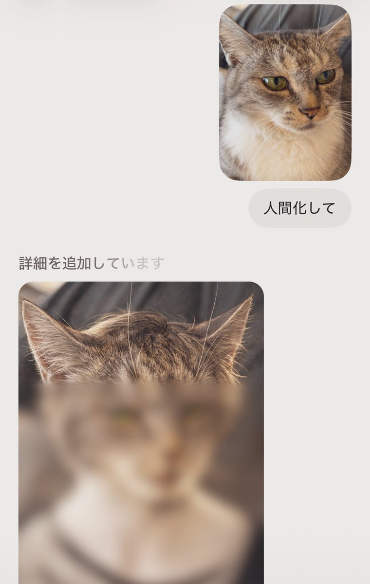 ココニャ@猫写真集、発売中！ tweet media