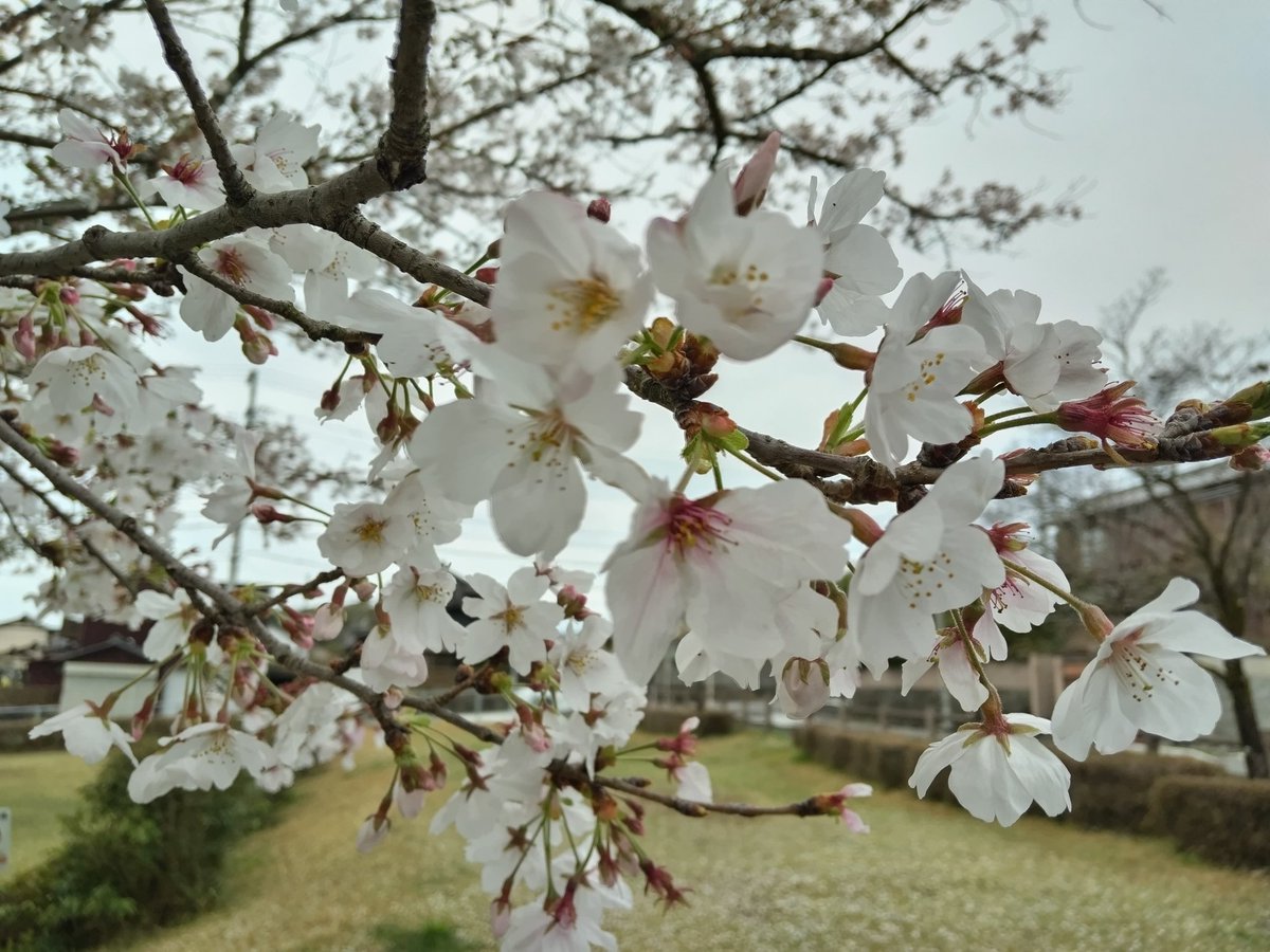 星ノ夜　風林 tweet media