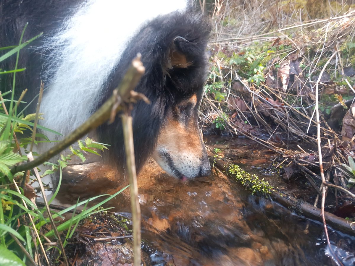 Sir Lucien Barkalot & Gavriel - The IT Collies tweet media