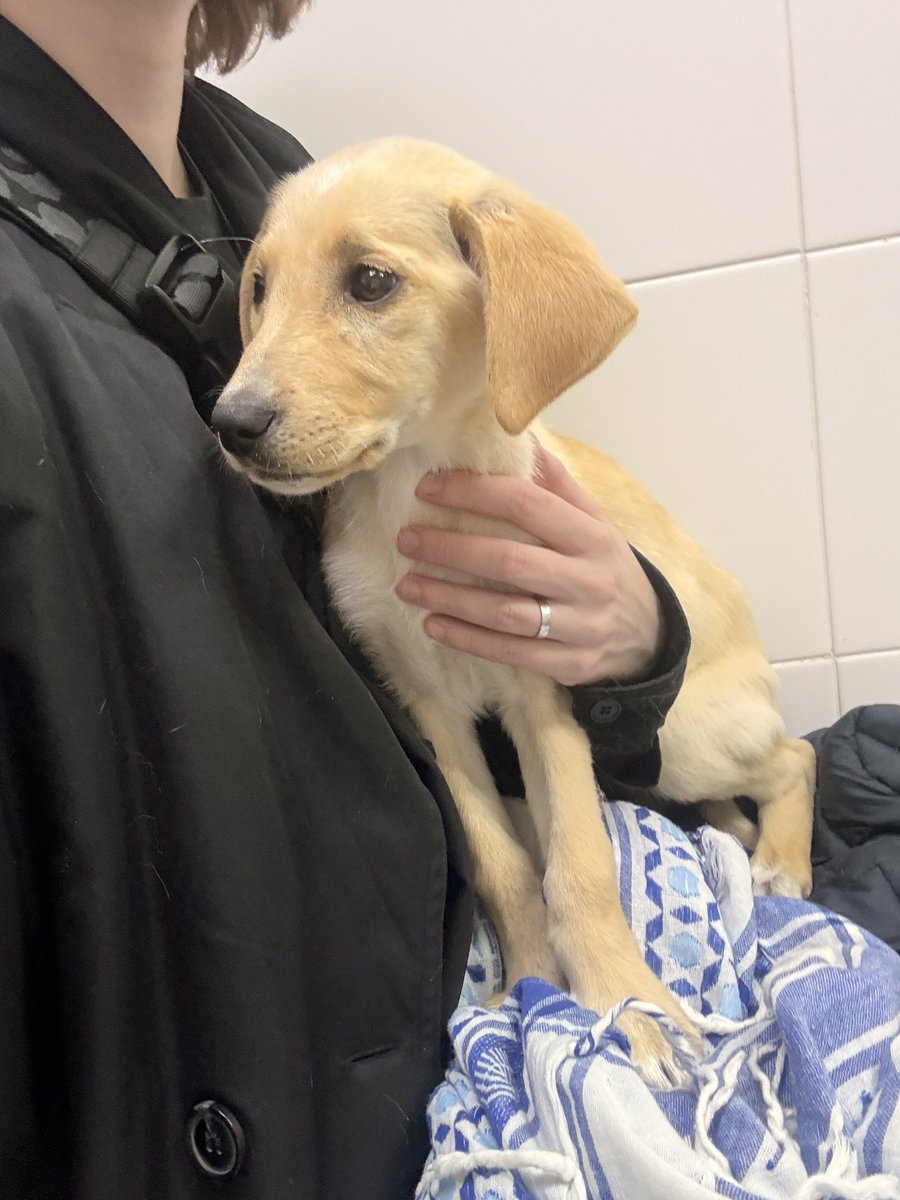 hellfire jr tweet media