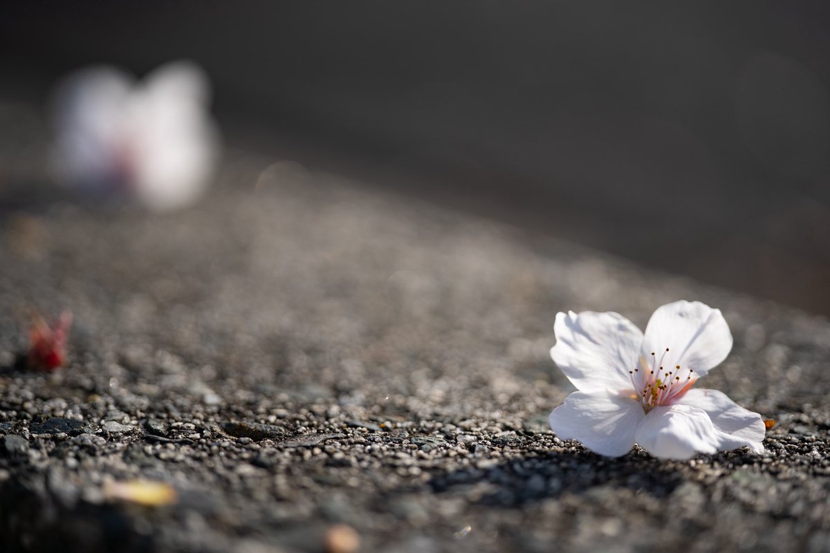 kishiyoshi's tweet photo. #α7iii #apolanthar65mm https://t.co/nKewcl1k0J