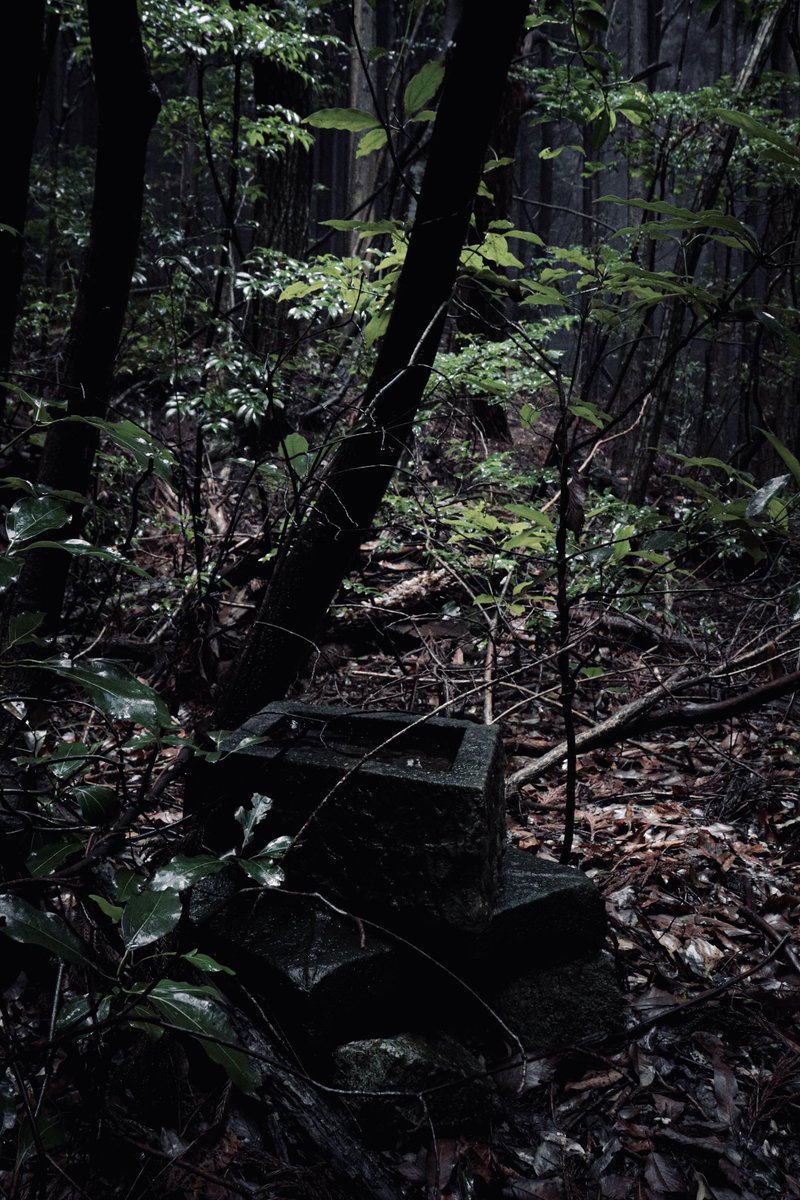 しどろ tweet media