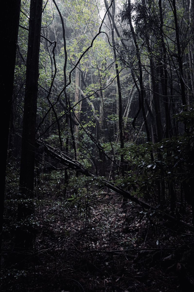 しどろ tweet media