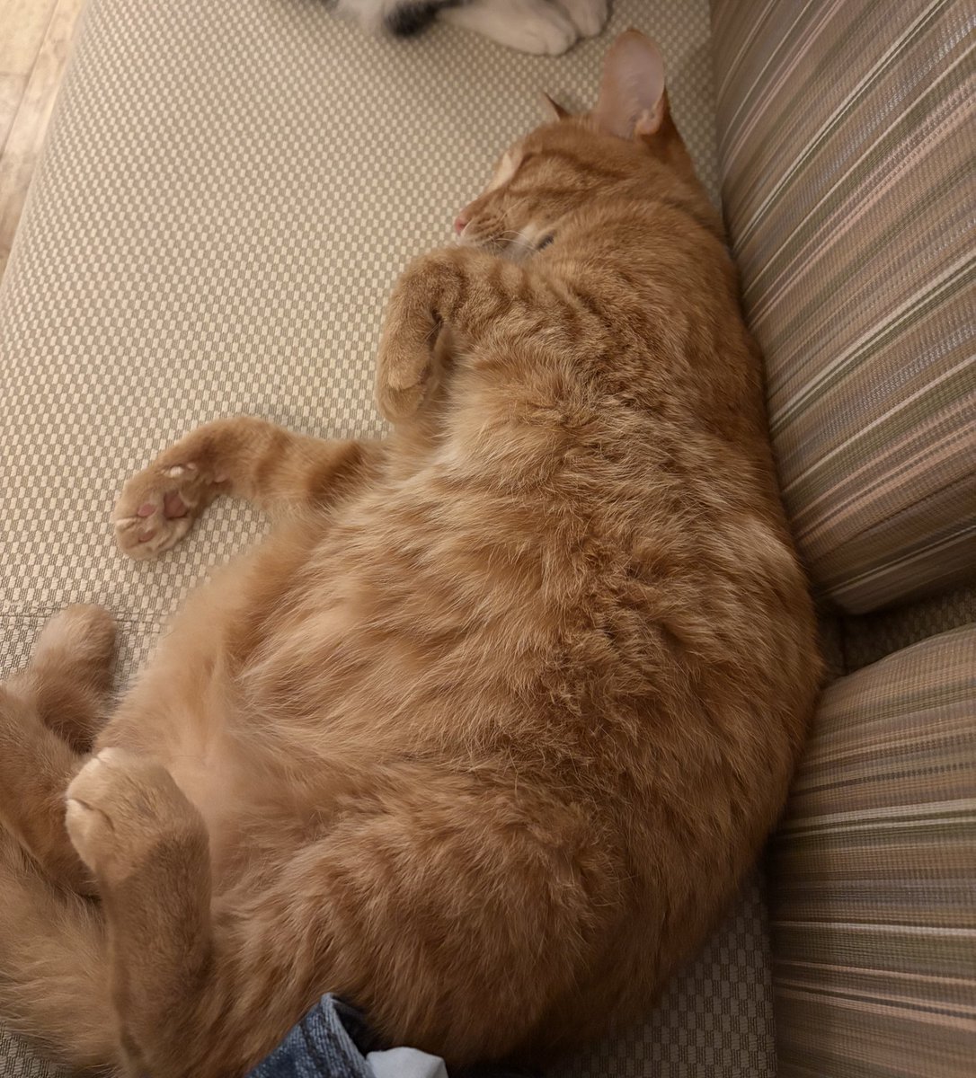 くろうま tweet media